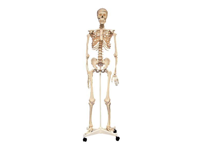 Human skeleton model