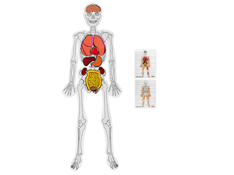 Model lidské kostry s orgány
