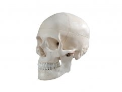Anatomický model ľudskej lebky