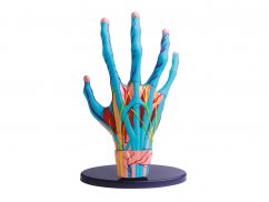 Anatomický model ruky