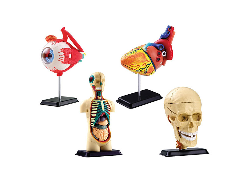 Set of four mini human body models