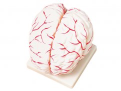 Anatomický model mozgu
