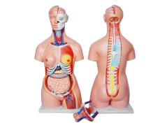 Model ľudského tela (Unisex)