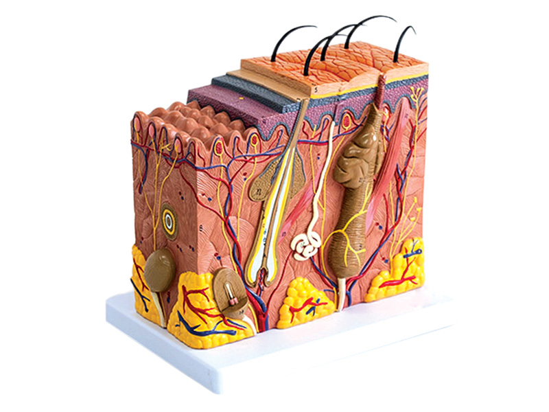 Skin cross section model