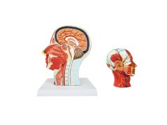 Model prierezu hlavy so svalovým a neurovaskulárnym systémom