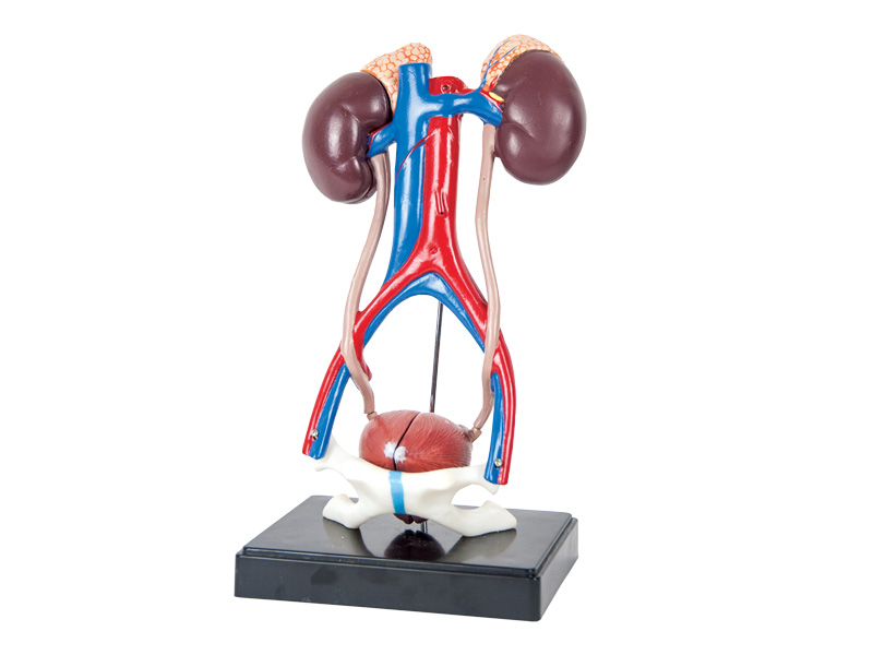 Unisex urinary system model