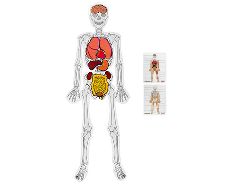 Human skeleton model with organs