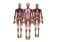 Fotky ľudského tela s orgánmi