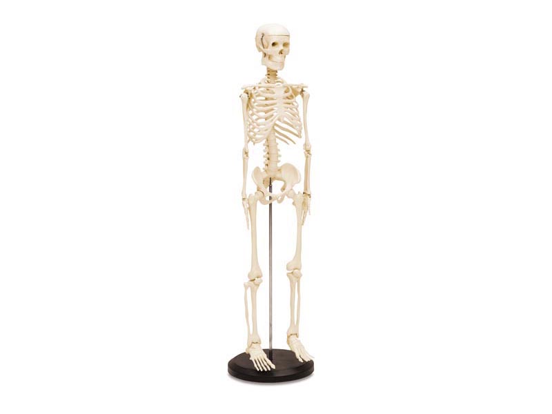 Small human skeleton