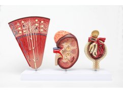 Kidney and glomerulus model