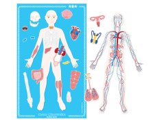 Magnetická tabuľa človeka a jeho anatómia