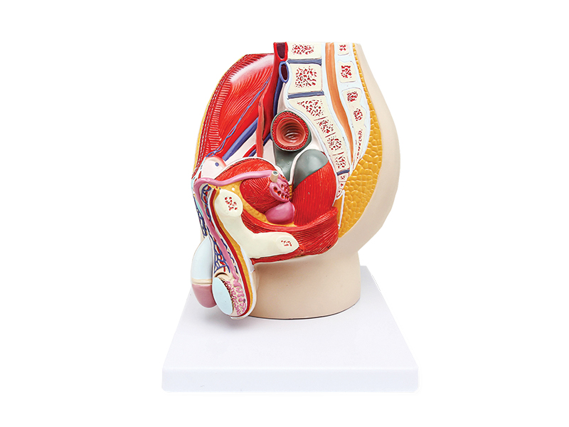 Male pelvis model