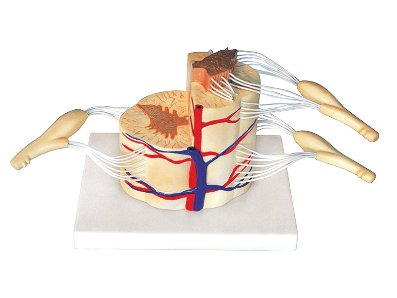 Demonštračný model miecha s nervami