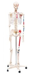 Model lidské kostry