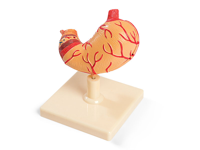 Human stomach model