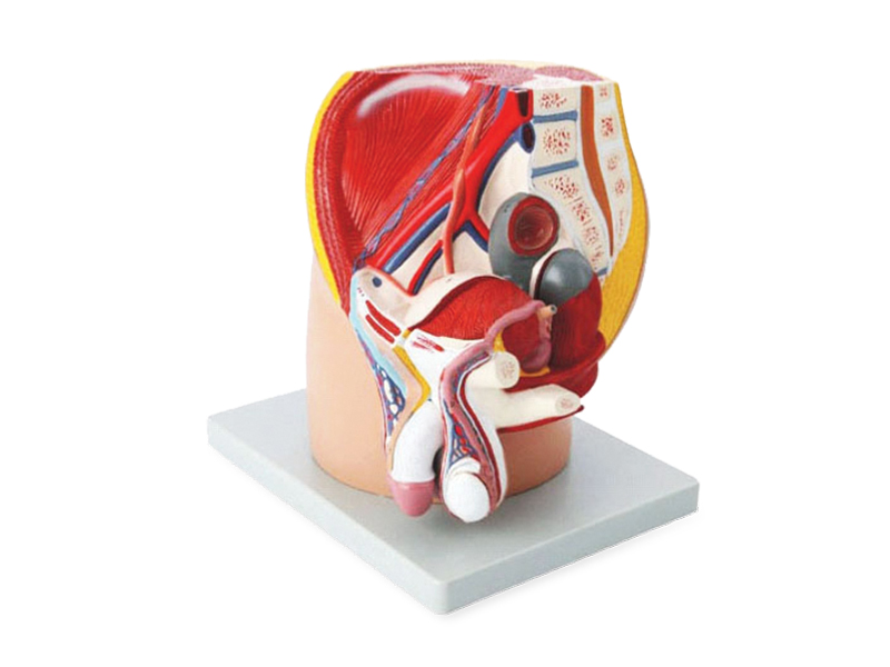 Male pelvis model