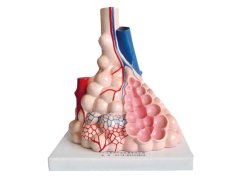 Demonstrační model lidské plicní alveoly