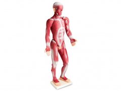 Model ľudského svalového systému