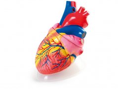 Demonstrační model srdce