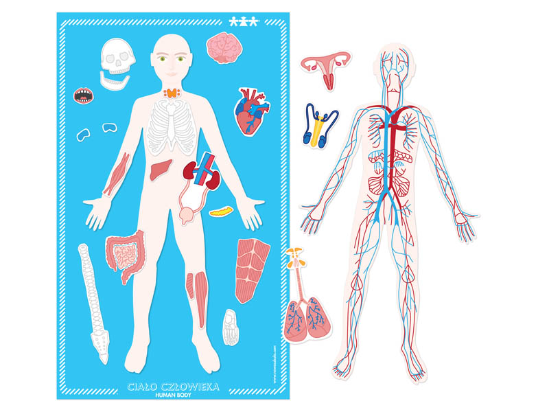 Magnetická tabuľa človeka a jeho anatómia