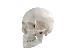 Anatomical model of human skull