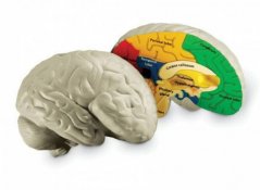 Penový model mozgu