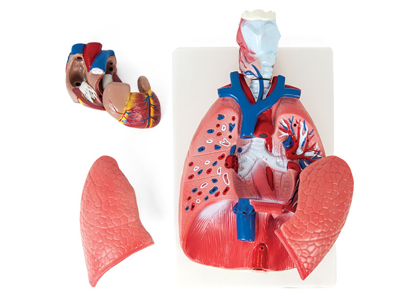 Anatomický model hrudných orgánov