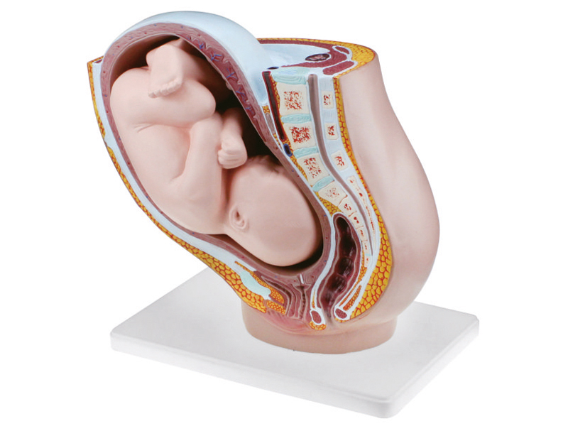 Model of the pelvis of a pregnant woman