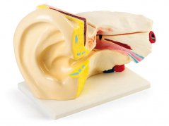 Veľký predvádzací model ucha